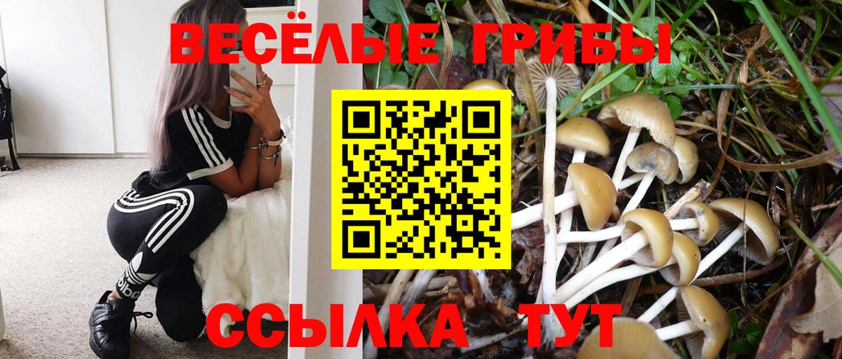Псилоцибиновые грибы Psilocybine cubensis  Вход с VPN  Саров 